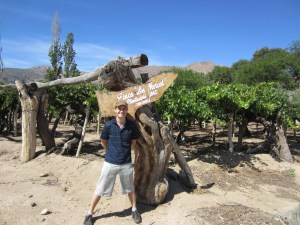 Very old vines on a very hot day