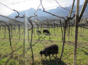 Bio-dynamic lawn mowers