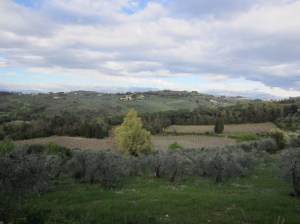 Grapes and olives are the lifeblood of Tuscany