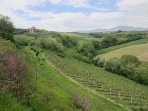 Steep trebbiano vineyards at Torre Raone