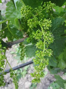 Budburst starting at the Planeta Sambuca estate