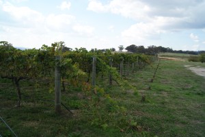Castagna vineyards 1