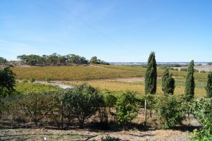 McLaren Vale at its best