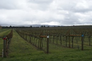Some of the youngest plantings of pinot gris