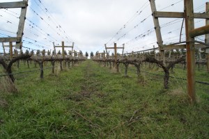 Some of the older vines using a lyre trellis system