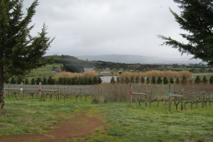 Curly Flat Vineyard