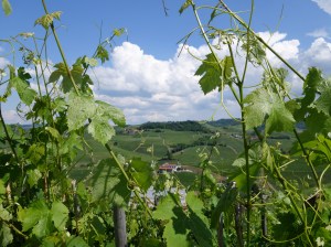 Lovely day for visiting vineyards in Barolo
